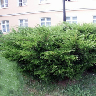 Jałowiec Pfitzera Mint Julep Juniperus pfitzeriana 2