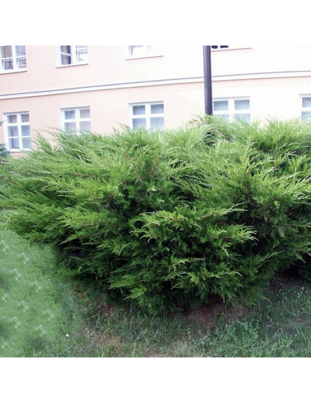 Mint Julep Jałowiec Pfitzera  Juniperus pfitzeriana