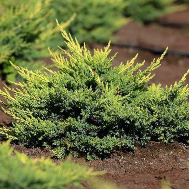 Jałowiec Pfitzera Mordigan Gold Juniperus pfitzeriana