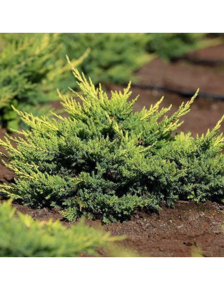 Jałowiec Pfitzera Mordigan Gold Juniperus pfitzeriana