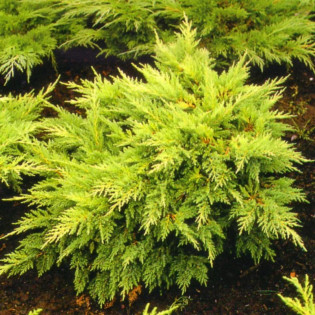 Jałowiec Pfitzera Mordigan Gold Juniperus pfitzeriana 2