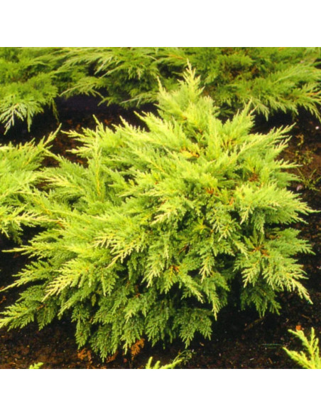 Mordigan Gold Jałowiec Pfitzera Juniperus pfitzeriana