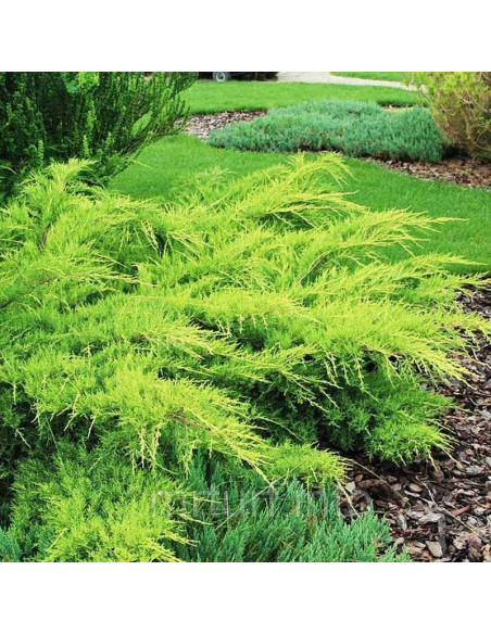 Jałowiec Pfitzera Old Gold Juniperus pfitzeriana