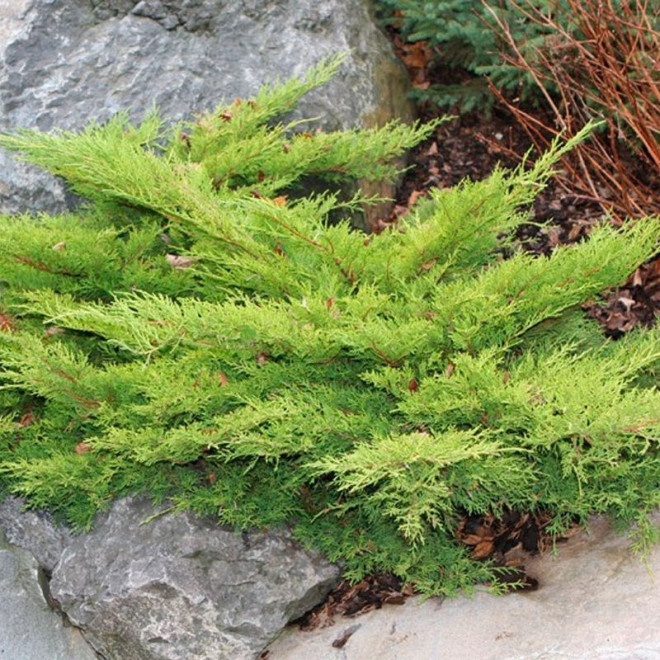 Old Gold Jałowiec Pfitzera Juniperus pfitzeriana Old Gold Jałowiec Pfitzera Juniperus pfitzeriana