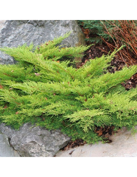 Old Gold Jałowiec Pfitzera Juniperus pfitzeriana