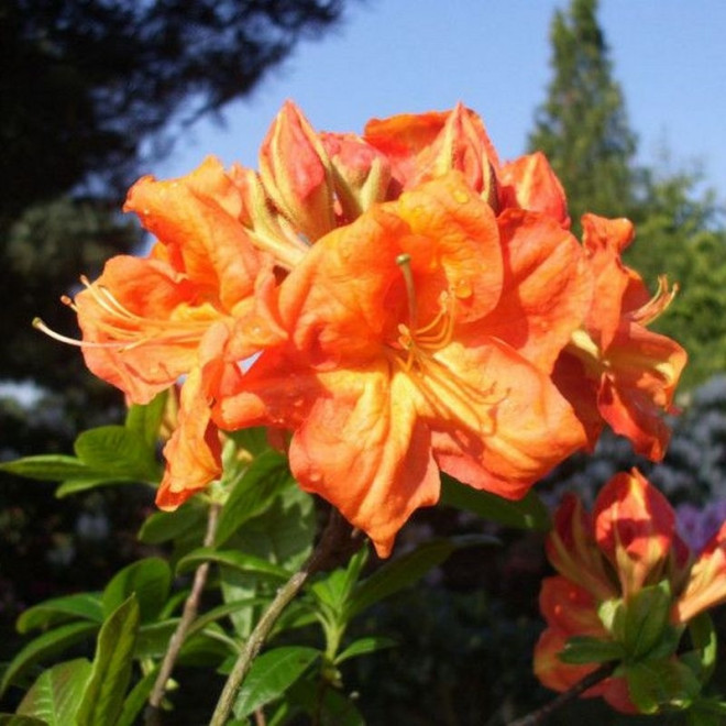 Azalia wielkokwiatowa Goldkopfchen Rhododendron (Knaphill)