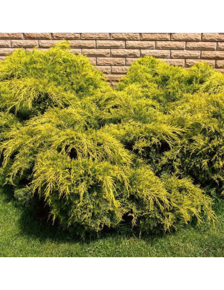 Jałowiec Pfitzera Pfitzeriana Aurea Juniperus pfitzeriana