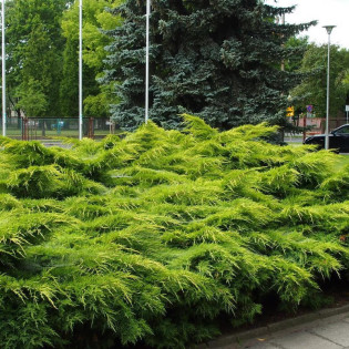 Jałowiec Pfitzera Pfitzeriana Aurea Juniperus pfitzeriana 2