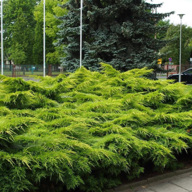 Pfitzeriana Aurea Jałowiec Pfitzera Juniperus pfitzeriana Pfitzeriana Aurea Jałowiec Pfitzera Juniperus pfitzeriana
