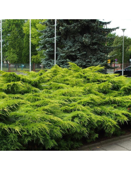 Pfitzeriana Aurea Jałowiec Pfitzera Juniperus pfitzeriana