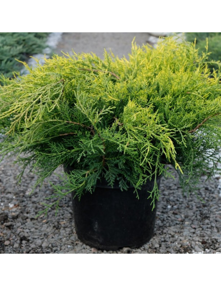 Jałowiec Pfitzera Pfitzeriana Compacta Juniperus pfitzeriana