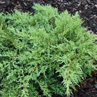 Jałowiec Pfitzera Pfitzeriana Compacta Juniperus pfitzeriana 2