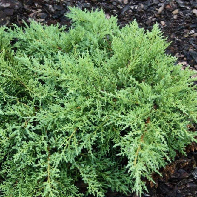 Pfitzeriana Compacta Jałowiec Pfitzera Juniperus pfitzeriana