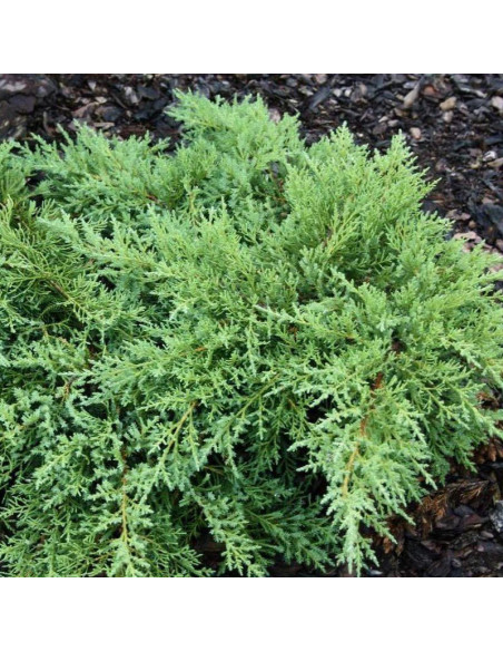 Pfitzeriana Compacta Jałowiec Pfitzera Juniperus pfitzeriana