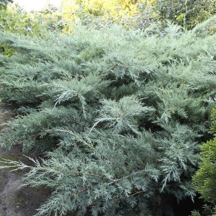 Jałowiec Pfitzera Pfitzeriana Glauca Juniperus pfitzeriana