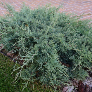 Jałowiec Pfitzera Pfitzeriana Glauca Juniperus pfitzeriana 2