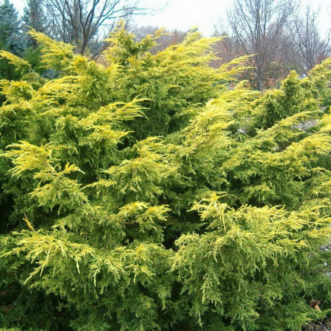 Saybrook Gold Jałowiec Pfitzera Juniperus pfitzeriana