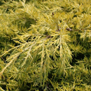 Saybrook Gold Jałowiec Pfitzera Juniperus pfitzeriana 2