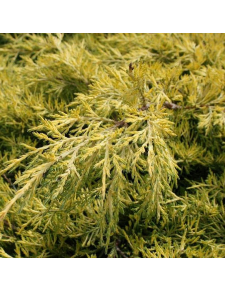 Jałowiec Pfitzera Saybrook Gold Juniperus pfitzeriana