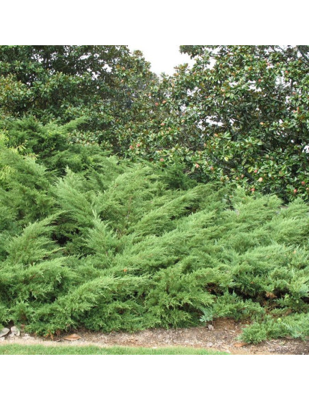 Jałowiec Pfitzera Wilhelm Pfitzer Juniperus pfitzeriana