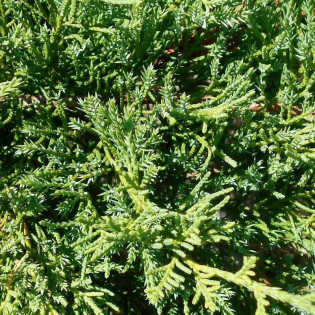 Jałowiec Pfitzera Wilhelm Pfitzer Juniperus pfitzeriana 2