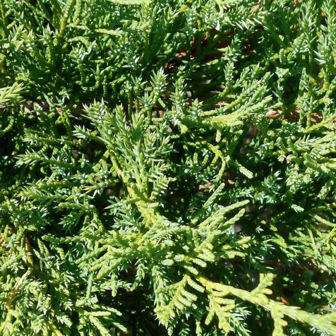 Wilhelm Pfitzer Jałowiec Pfitzera Juniperus pfitzeriana Wilhelm Pfitzer Jałowiec Pfitzera Juniperus pfitzeriana