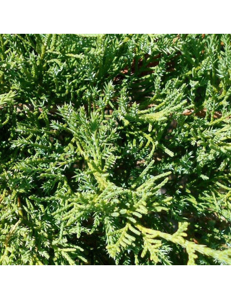 Wilhelm Pfitzer Jałowiec Pfitzera Juniperus pfitzeriana