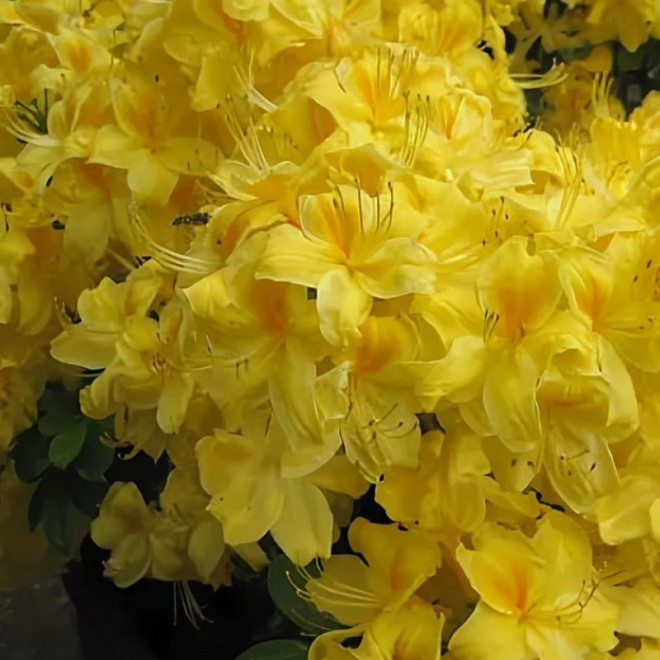 Azalia wielkokwiatowa Goldpracht Rhododendron