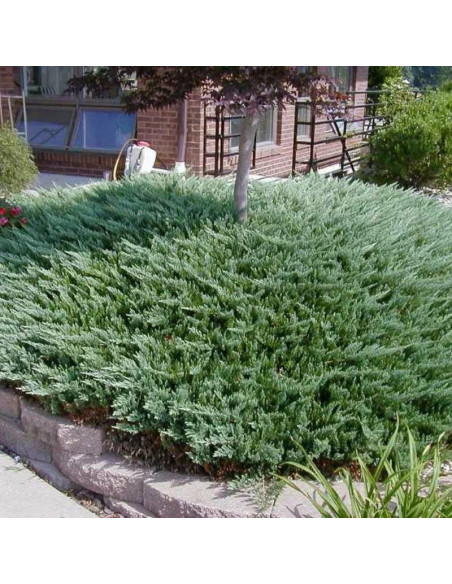 Jałowiec płożący Andorra Compact Juniperus horizontalis