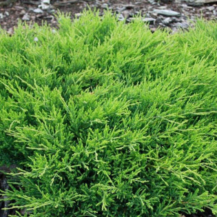 Jałowiec płożący Andorra Compact Juniperus horizontalis 2