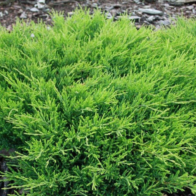 Andorra Compact Jałowiec płożący Juniperus horizontalis