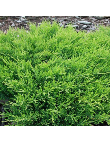 Andorra Compact Jałowiec płożący Juniperus horizontalis