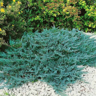 Blue Chip Jałowiec płożący Juniperus horizontalis