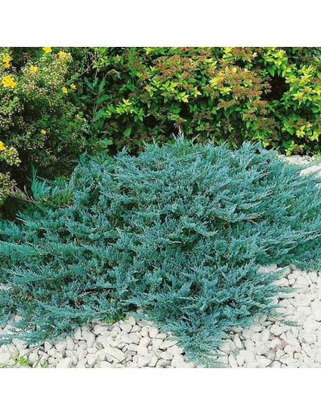 Blue Chip Jałowiec płożący Juniperus horizontalis