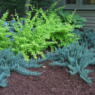 Blue Chip Jałowiec płożący Juniperus horizontalis 2