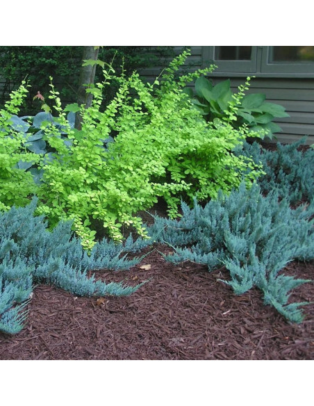 Jałowiec płożący Blue Chip Juniperus horizontalis