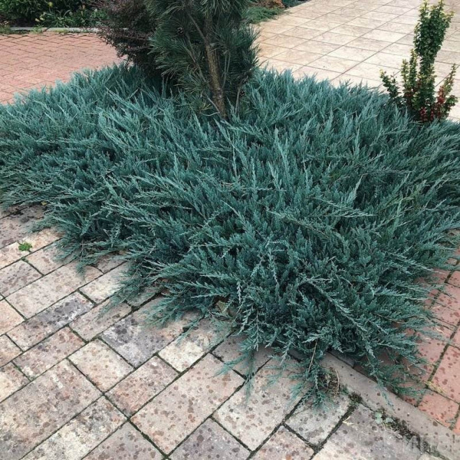 Juniperus horizontalis Blue Chip Jałowiec płożący