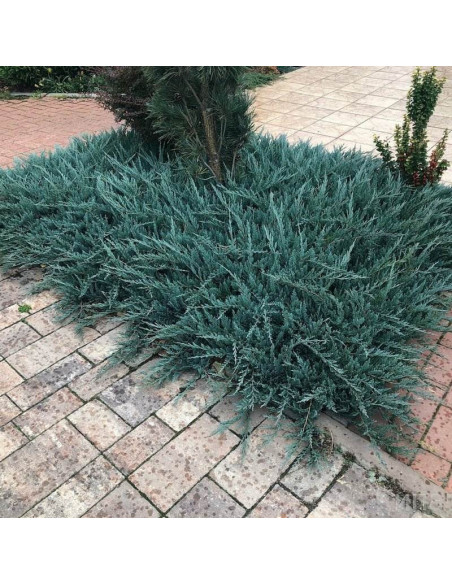 Juniperus horizontalis Blue Chip Jałowiec płożący