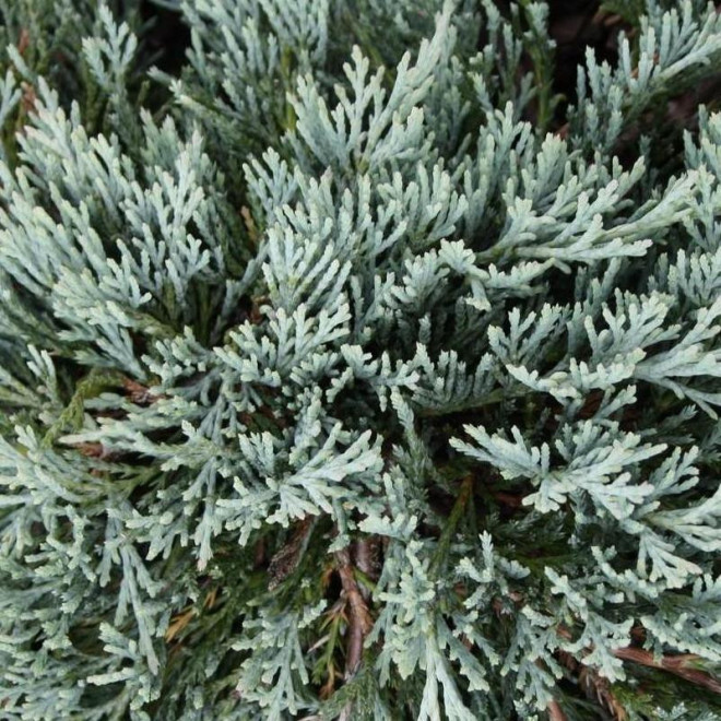 Glacier Jałowiec płożący Juniperus horizontalis