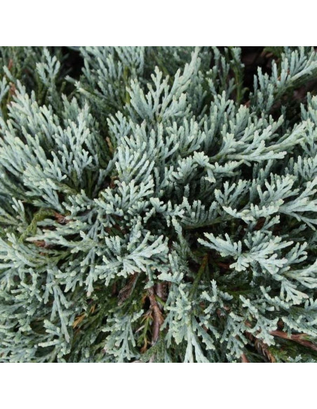 Glacier Jałowiec płożący Juniperus horizontalis