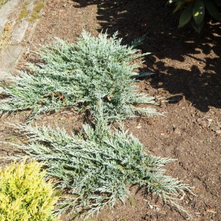 Glacier Jałowiec płożący Juniperus horizontalis 2