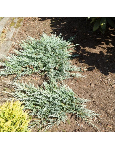Jałowiec płożący Glacier Juniperus horizontalis - Szkółka Florela