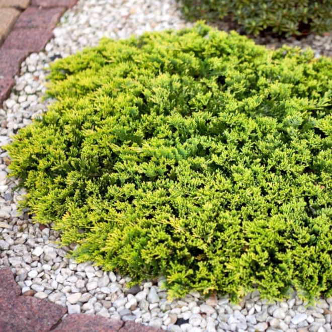 Jałowiec płożący Golden Carpet Juniperus horizontalis