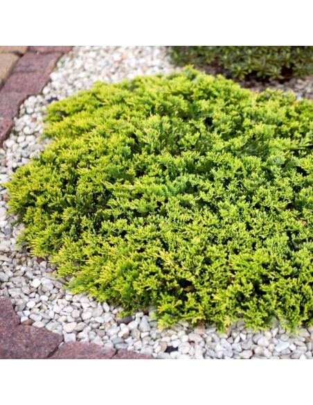 Jałowiec płożący Golden Carpet Juniperus horizontalis