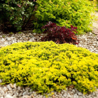 Jałowiec płożący Golden Carpet Juniperus horizontalis 2