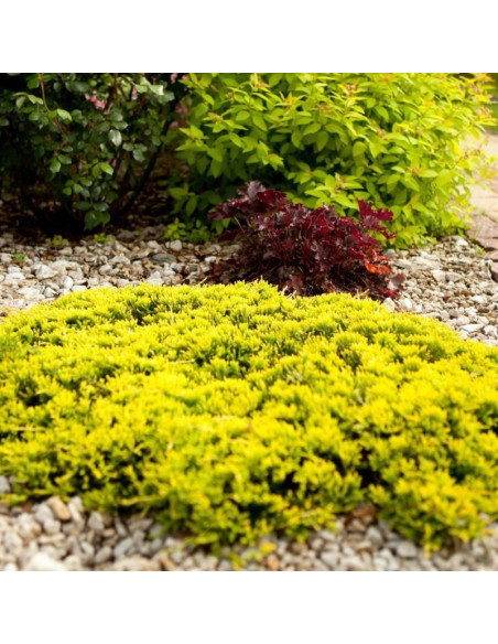 Golden Carpet Jałowiec płożący Juniperus horizontalis