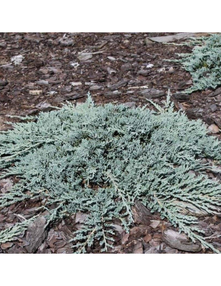 Jałowiec płożący Icee Blue Monber PBR Juniperus horizontalis