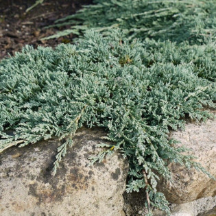 Jałowiec płożący Icee Blue Monber PBR Juniperus horizontalis 2