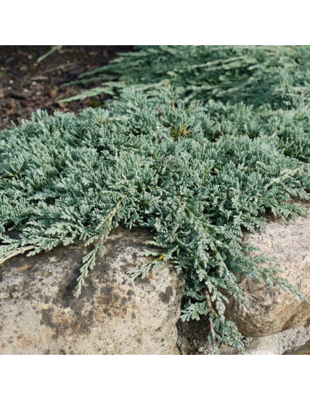 Icee Blue Monber PBR Jałowiec płożący Juniperus horizontalis