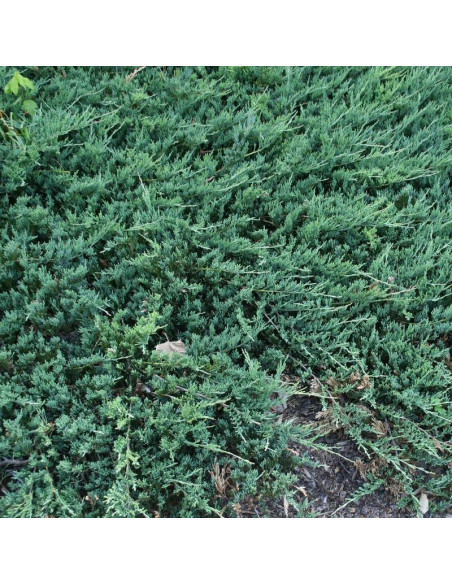 Jałowiec płożący Jade River Juniperus horizontalis